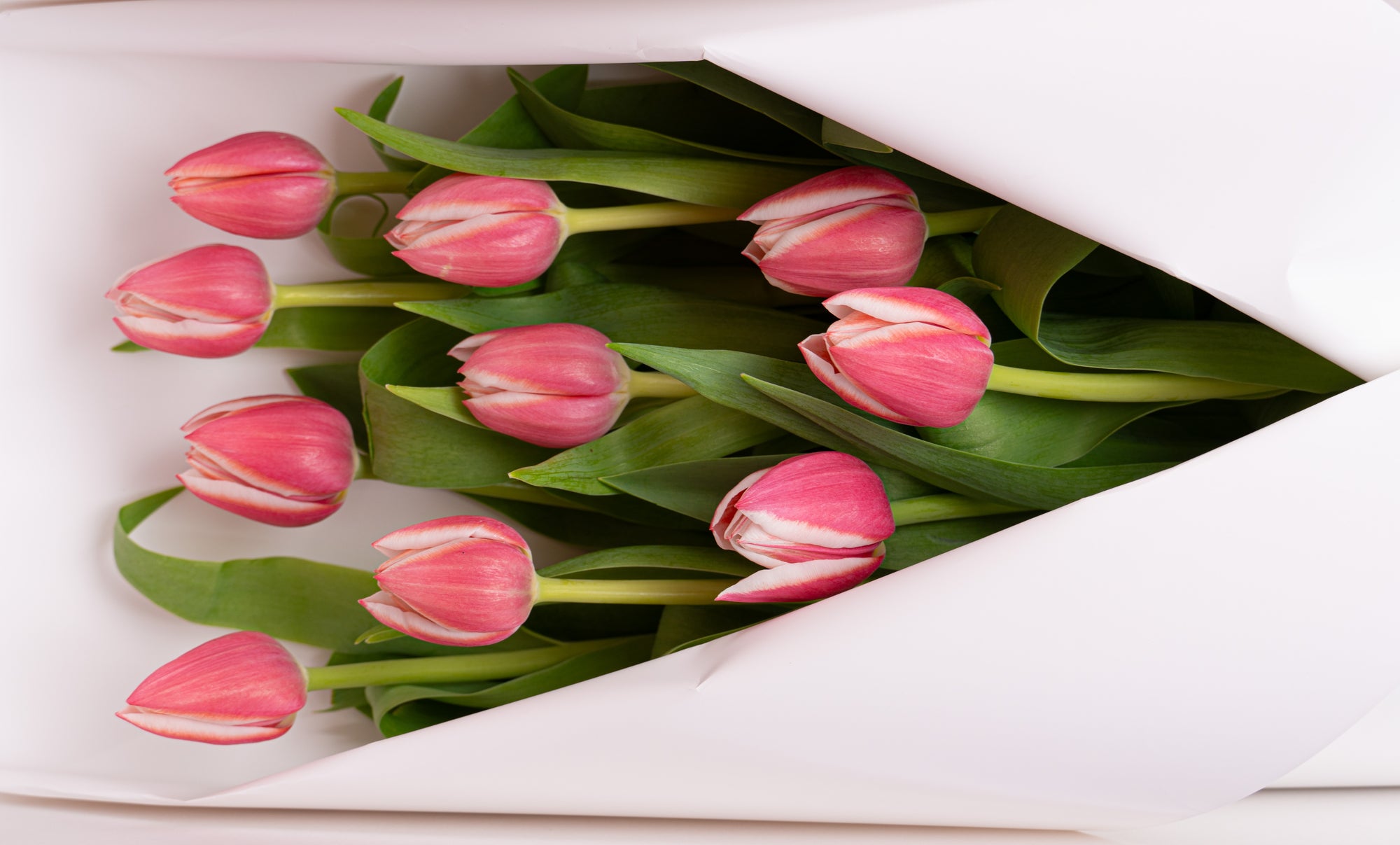 Gabbie Tulips